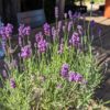 pot de lavande Peter Pan en fleurs