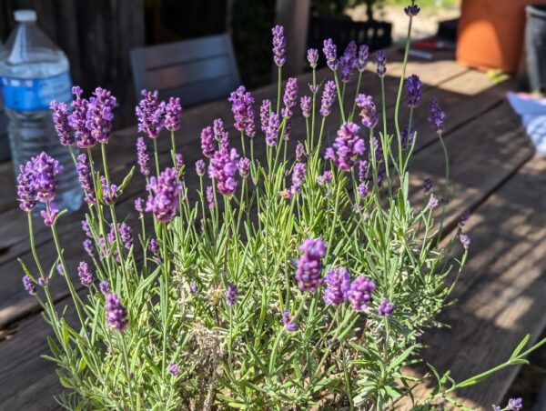 pot de lavande Peter Pan en fleurs
