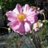 fleur semi-double de Anemone hupehensis pamina