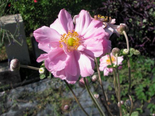 fleur semi-double de Anemone hupehensis pamina