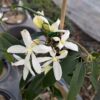 clematitet armandi en fleurs - fleurs blanches