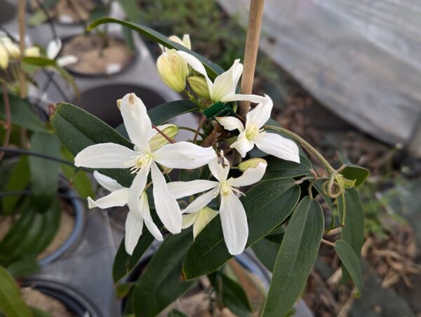 clematitet armandi en fleurs - fleurs blanches