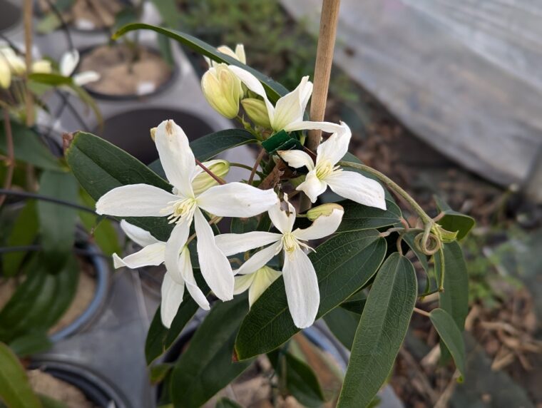 clematite-armandi-25-2