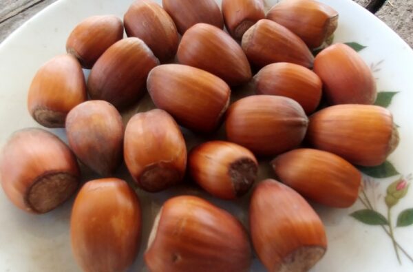 Noisettes sur assiette