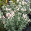 dorycnium hirsutum menhir