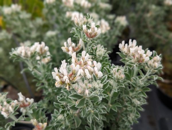 DORYCNIUM hirsutum MENHIR