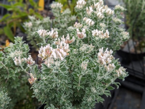 dorycnium hirsutum menhir