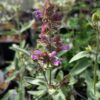 Jolie fleur de salvia canariensis, violet