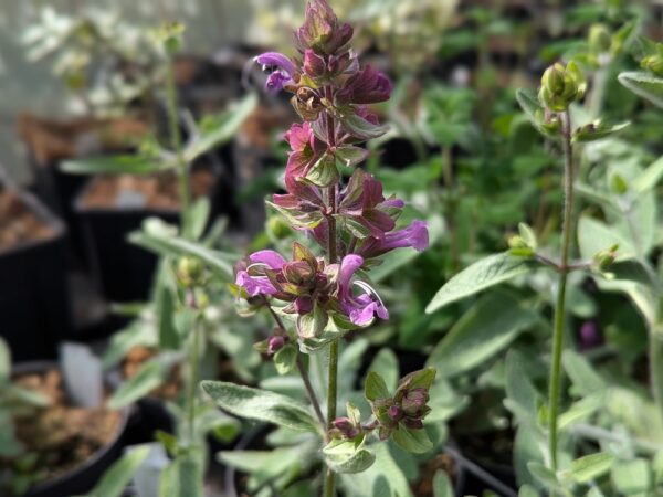 Jolie fleur de salvia canariensis, violet
