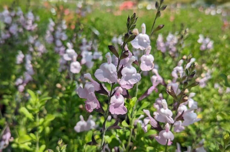 salvia-corvocado-22-5
