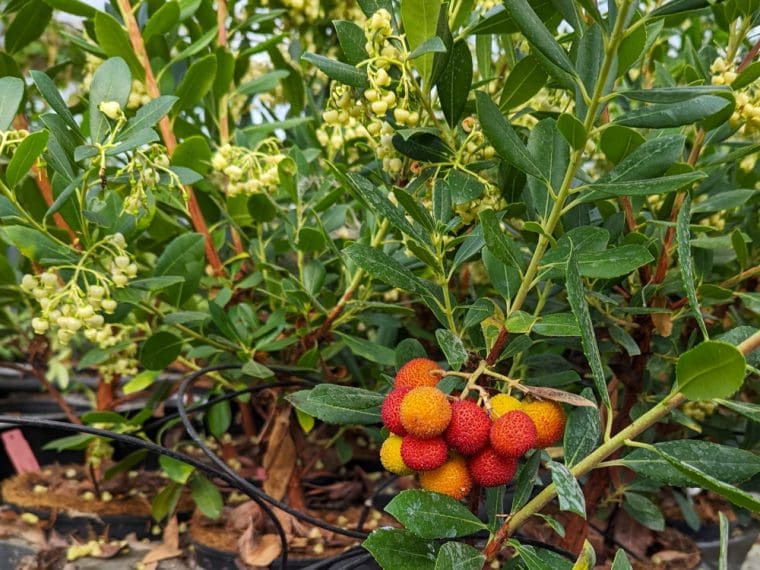 arbutus-unedo-fleurs-fruits-22-10