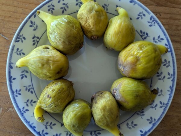 une assiette avec plein de figues mûres blanches Dottato disposées en cercle