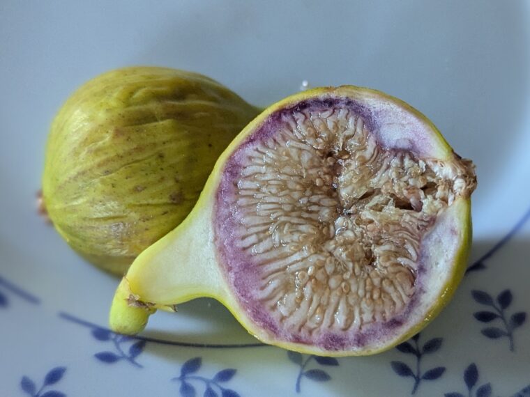 ficus-carica-dottato-25-7-3