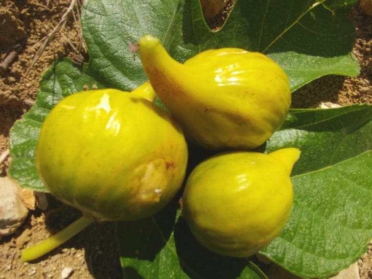 ficus-goldfeige-21-7-14