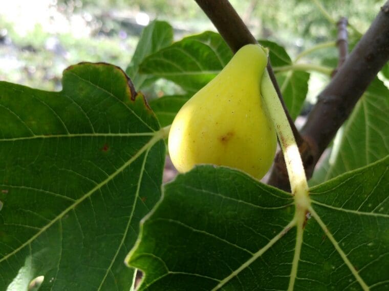 ficus-osborn