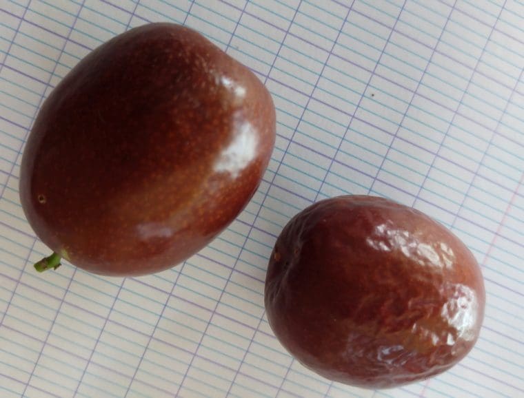 ziziphus-jujube-sherwood