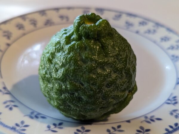 un citron combava vert posée sur une assiette