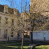 cornouiller sur tige avec toutes jeunes feuilles