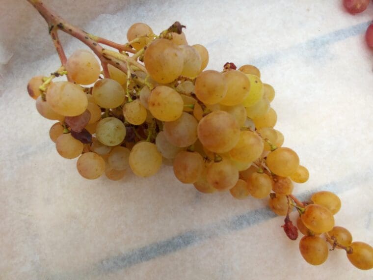 Vitis-talizman-21