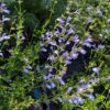 Salvia, Sauge African Sky jolie floraison bleu ciel