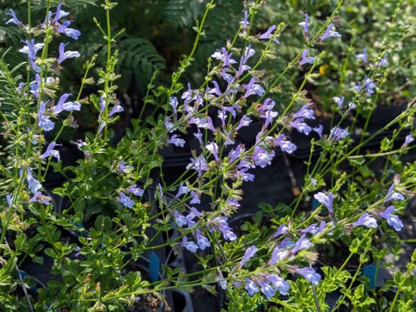 Salvia, Sauge African Sky jolie floraison bleu ciel