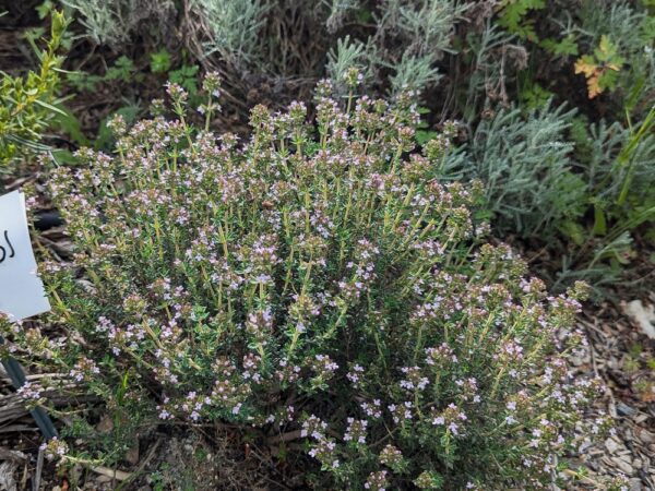 Une boule de thym à geraniol en fleurs