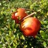 grenadier à fruit bala Mursal