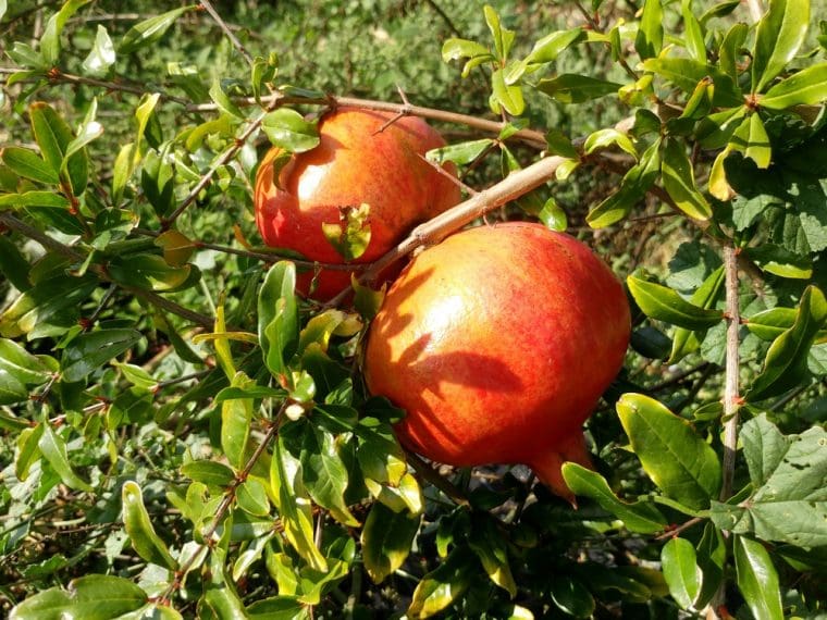 punica-granatum-bala-mursal