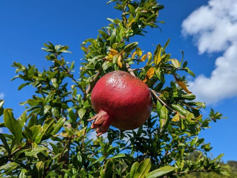 punica-granatum-hicaz