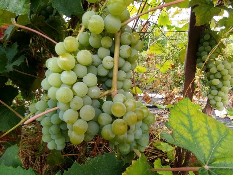 vitis-moores-diamond-21