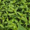 La Coriandre vietnamienne devient tout vert si exposé au soleil
