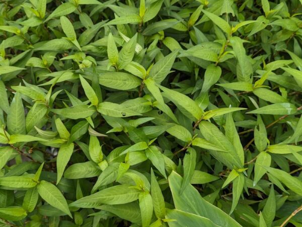 La Coriandre vietnamienne devient tout vert si exposé au soleil