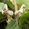 fleurs blanches de Kiwaï, variété vitikiwi