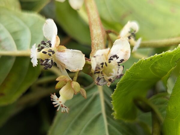 fleurs blanches de Kiwaï, variété vitikiwi