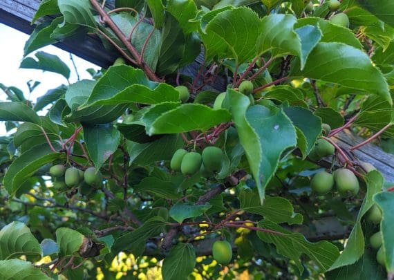 Kiwai autofertile Vitikiwi Actinidia arguta