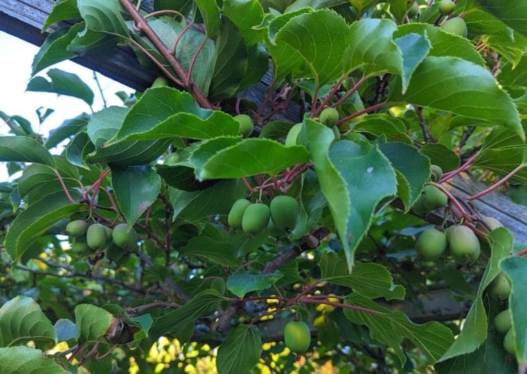 actinidia-arguta-vert-22