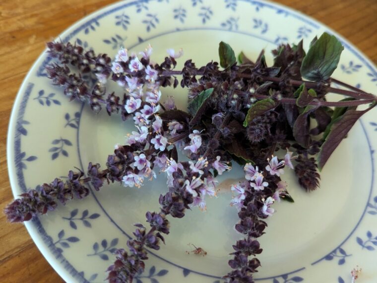 basilic-vivace-25-8-4