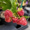 Branche de Rubus ideaus Aroma Queen avec fruits
