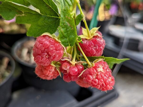 Branche de Rubus ideaus Aroma Queen avec fruits