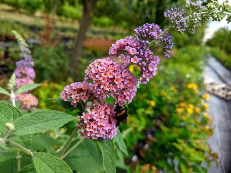 buddleja-bicolor