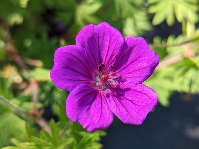 geranium-tiny-monster