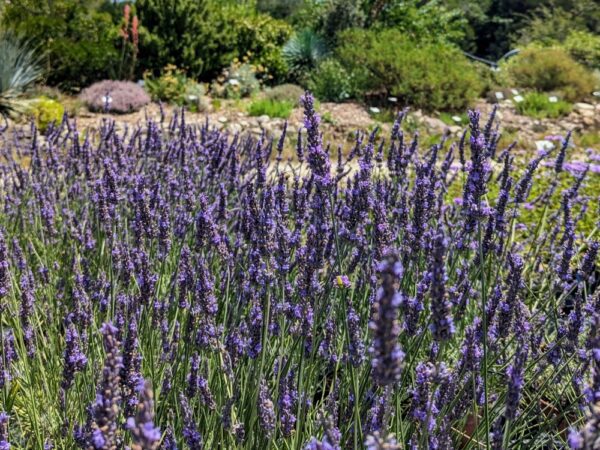 Jolie touffe de lavande phenomenal en fleurs