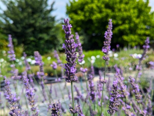lavande phenomenal en fleurs