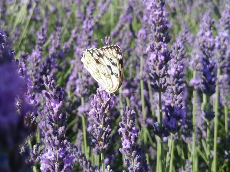 lavandula-grosso-papillon