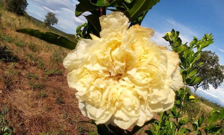 Punica-granatum-alba-plenum-21-8