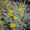 achillea clypeolata Couvre sol dense pour jardin champêtre