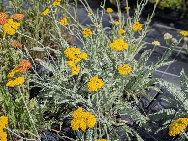 achillea clypeolata Couvre sol dense pour jardin champêtre