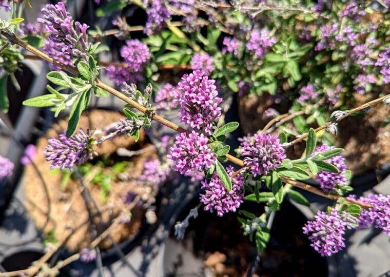 buddleja-unique