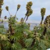 Les graines du Melianthus major sur la plante