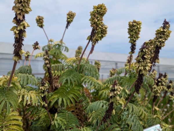 Les graines du Melianthus major sur la plante